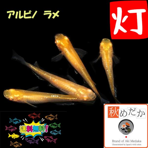 ラメ メダカ 灯 アルビノ ラメ 普通体型 6匹 3ペア めだか 販売 通販 生体 成魚 秋めだか