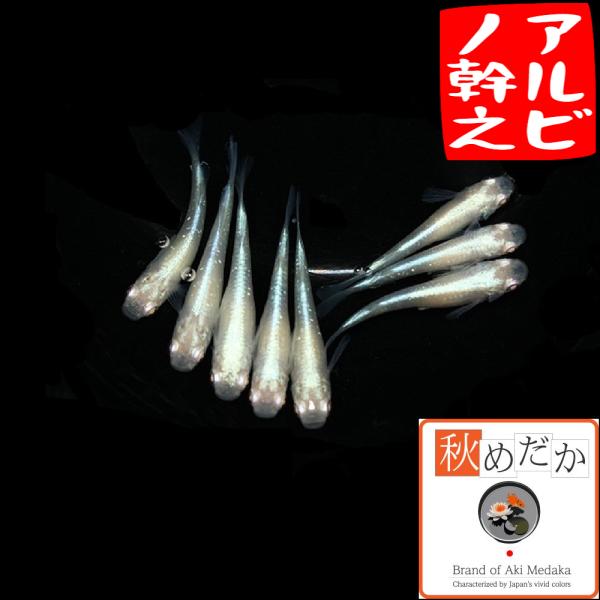 メダカ アルビノ幹之 普通体型 6匹 3ペア めだか アルビノ 販売 通販 生体 成魚 秋めだか