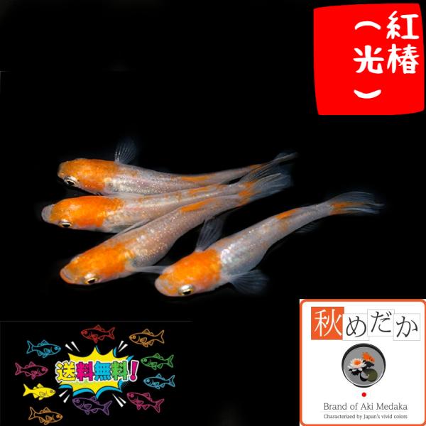 紅白 メダカ 紅椿 光体型透明鱗 4匹 2ペア めだか 販売 通販 二色 生体