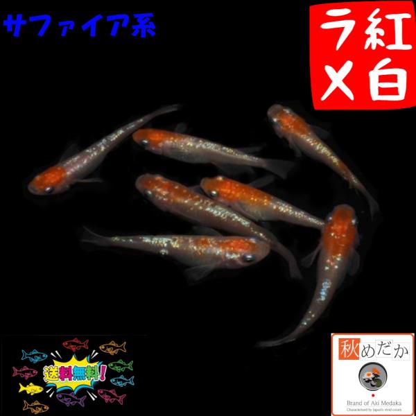高級メダカ 現物 【サファイア背鰭無 若魚】2ペア+1 サファイア 若魚 1ペア(S) - メダカファーム泉