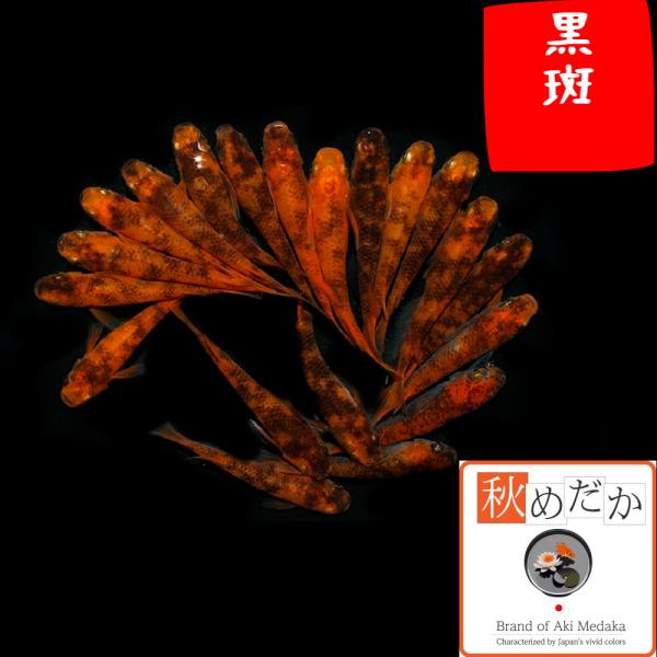 オレンジと黒の2色の黒斑(クロブチ)メダカ2匹1ペアペア。 ML〜Lサイズ。 黒斑メダカは、オレンジと黒の二色が織りなす美しい柄が特徴の観賞魚です。普通体型の成魚で、2匹1ペアセットでの販売となります。淡水環境で育てやすく、初心者から愛好家...
