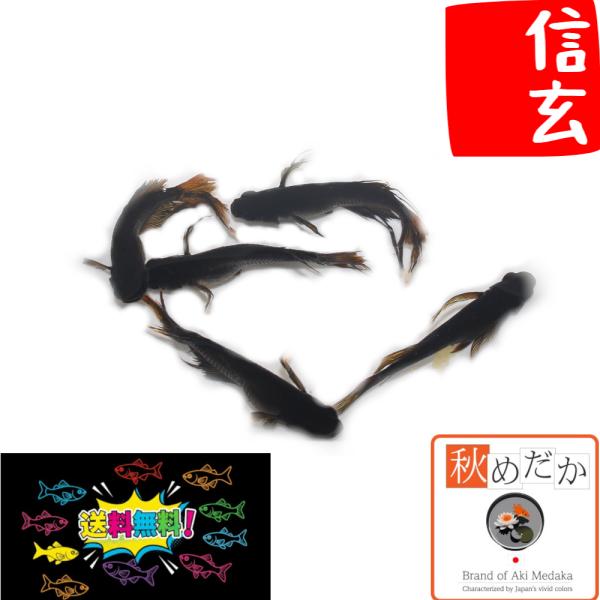 メダカ ヒレ長 信玄 4匹 2ペア めだか 生体 成魚 販売 通販 秋めだか