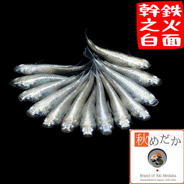 メダカ 普通体型 鉄仮面幹之白 6匹 3ペア めだか 販売 通販 生体 成魚 秋めだか