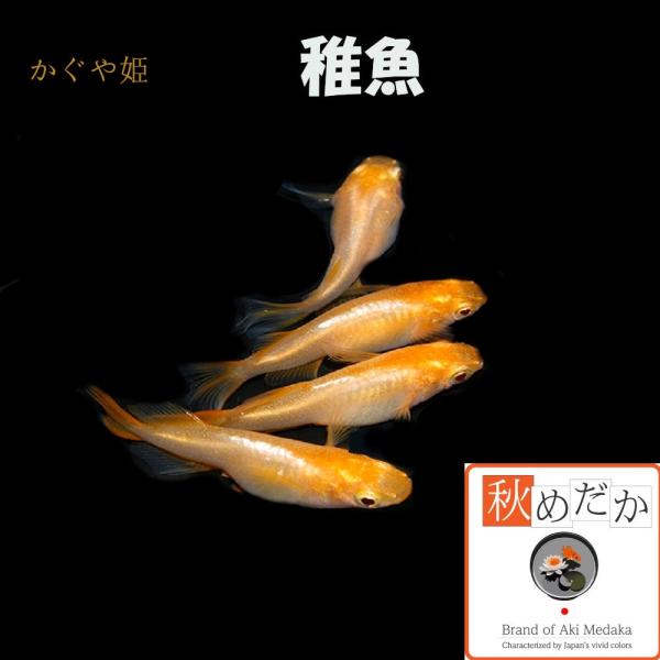 メダカ 稚魚/稚魚(1〜2cm) かぐや姫（ブドウ目アルビノ） 10匹無選別/めだか 生体/秋めだか