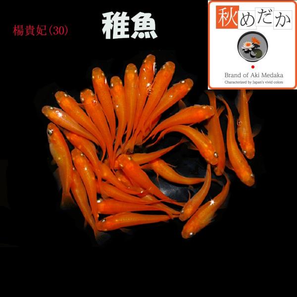 メダカ 稚魚/稚魚(1〜2cm)楊貴妃(30)20匹無選別/めだか 生体/秋めだか