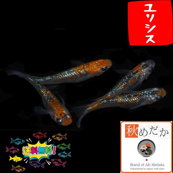 メダカ ラメ系 普通体型 ユリシス 4匹 2ペア めだか 販売 通販 生体 成魚 秋めだか