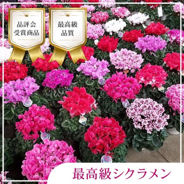 花 花鉢 シクラメン ギフト ６号鉢 最高級シクラメン 色おまかせ 品評会受賞シクラメン 長持ち お歳暮花 フラワー花の贈り物 6寸