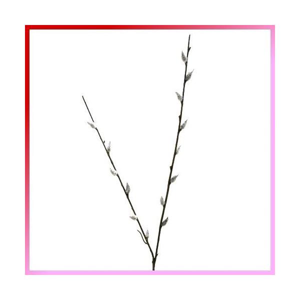 iԁE~EjlRiM / ˂Ȃ L | 990220 / FS-5115