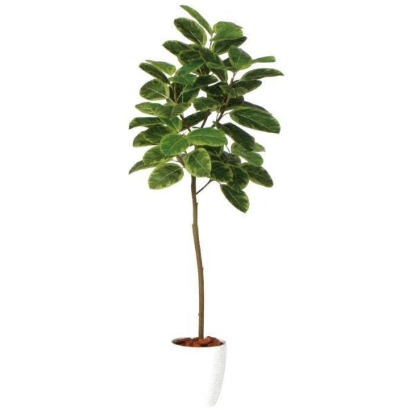 i lHϗtAjAeV}FST o[Nt / F150cm × F65cm  / ԁECeAEfBXvCEO[ | BV98932