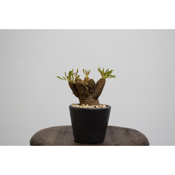 Euphorbia crispa ユーフォルビア クリスパ ec-01 : aletta