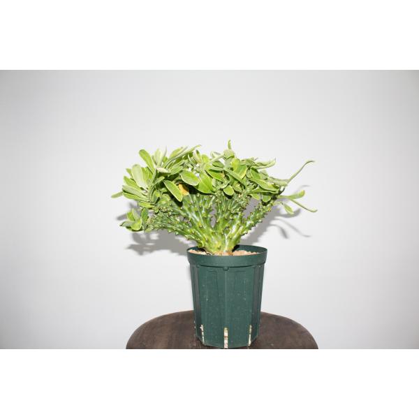 Euphorbia neriifolia ユーフォルビア ネリフォリア キリン角錦 塊根