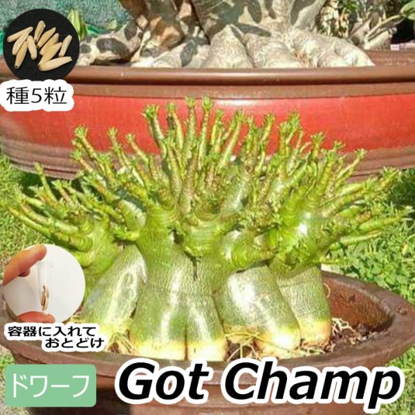 アデニウム ドワーフ 種子 5粒 ゴットチャンプ ＧＣ 塊根植物 アラビカム オベスム アラビクム オベサム