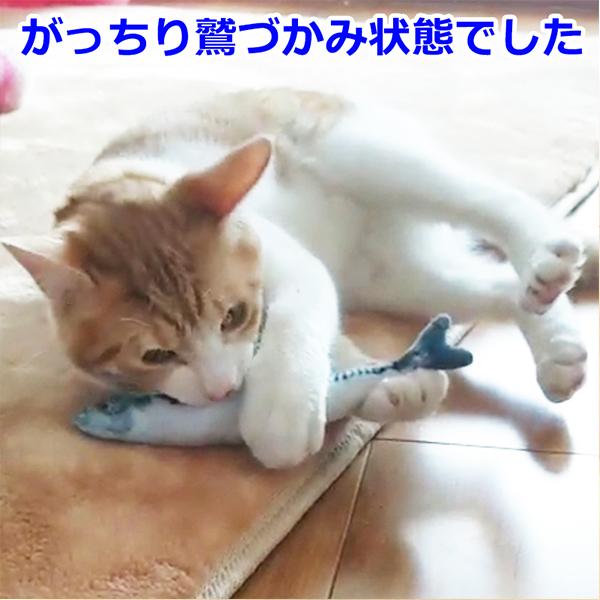 猫 おもちゃ ペット用品 蹴りぐるみ 輝く高品質な ぬいぐるみ またたび 猫用品 魚