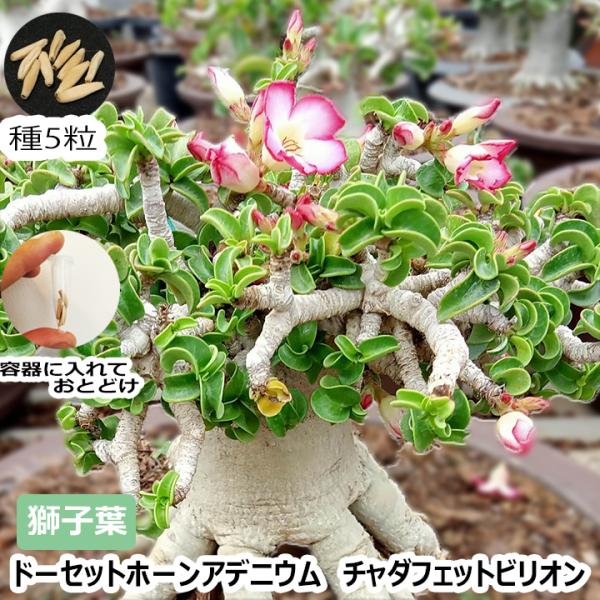 アデニウム ドーセットホーン 種子 5粒 CDP 獅子葉 葉巻き 塊根 アデニウム ドーセットホーン 種子 5粒 CDP 獅子葉 葉巻き 塊根