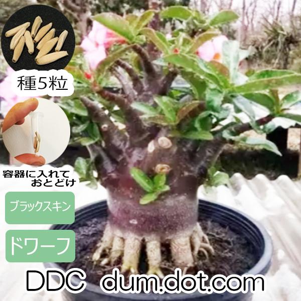 アデニウム ドワーフ 種子 5粒 ブラックスキン ddc 塊根植物 アラビカム オベスム アラビクム オベサム