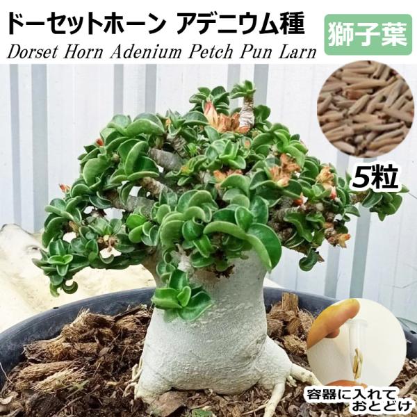 アデニウム ドーセットホーン DHA 種子 5粒 PPL 獅子葉 葉巻き アデニウム ドーセットホーン DHA 種子 5粒 PPL 獅子葉 葉巻き