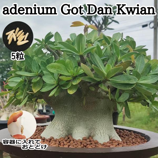 アデニウム ドワーフ 種子 5粒 Got Dan Kwian 塊根植物 アラビカム オベスム アラビクム オベサム