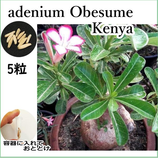 アデニウム オベスム ケニヤ obesum kenya 種子 5粒 塊根植物 アラビカム オベスム アラビクム オベサム コーデックス