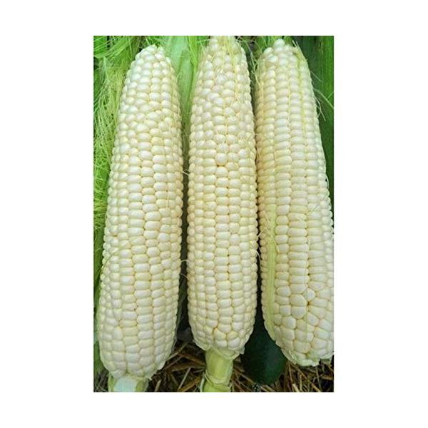 【並行輸入品】 Hickory King Dent Corn Seeds (25+ Seeds)(More Heirloom, Non GMO,