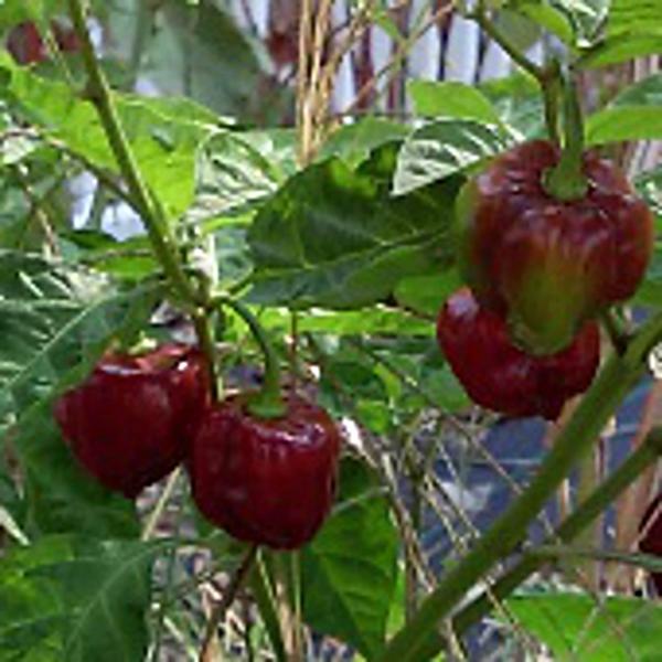 【並行輸入品】 Scotch Bonnet Hot Peppers (Chocolate) Seeds (((100 Seed Packet))