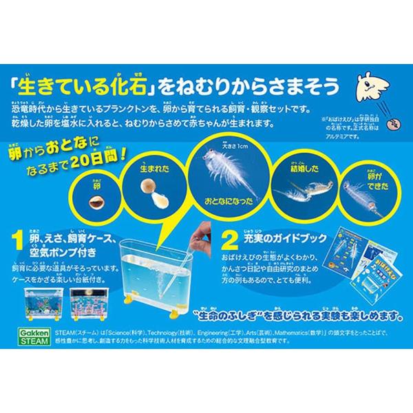 allpass_502-030_1_d_20220816165233