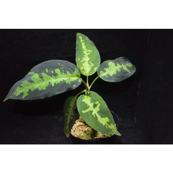 アグラオネマ　専用 アグラオネマピクタム AAA119 aglaonemapictum : オールスマイル