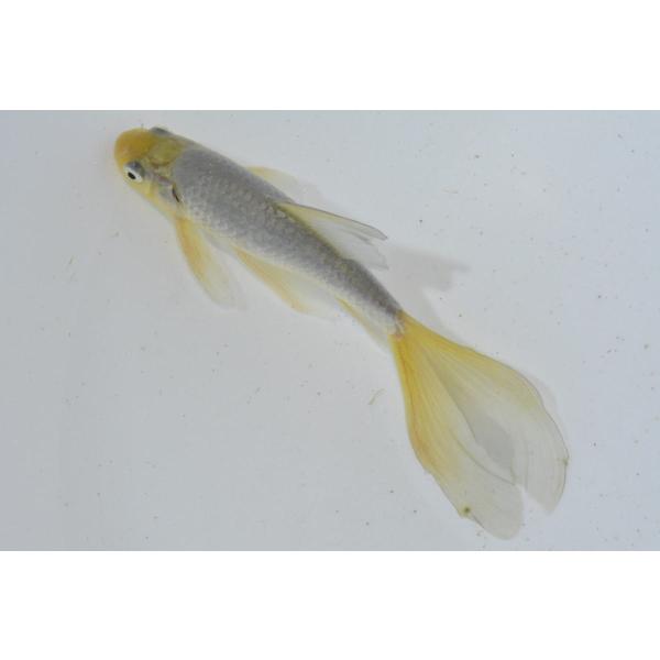 魚取沼系羽衣鉄魚 極上 黄頭青鉄魚 : オールスマイルアクア - 通販