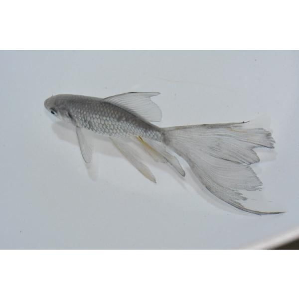 allsimile-aqua_asa0111