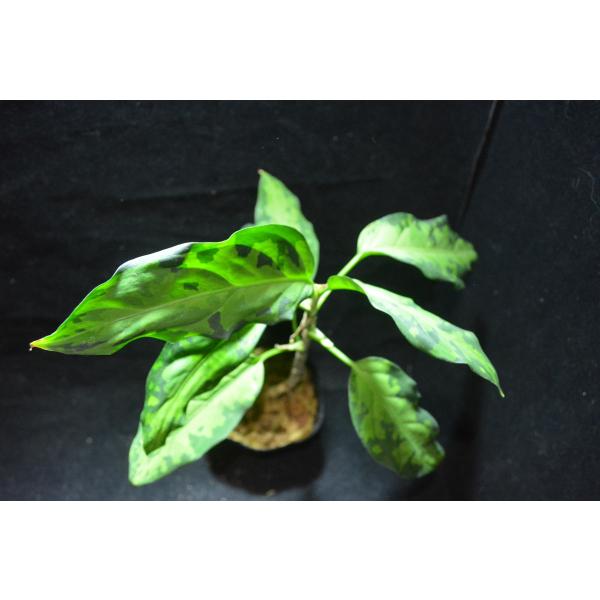 アグラオネマ　専用 アグラオネマ専用 液体肥料 : 育種堂ヤフー店 - 通販 - Yahoo!ショッピング