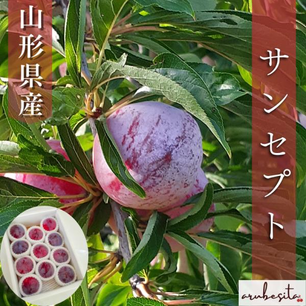 予約■山形県産　プラム すもも　サンセプト　1.2kg6〜13玉　8月下旬〜