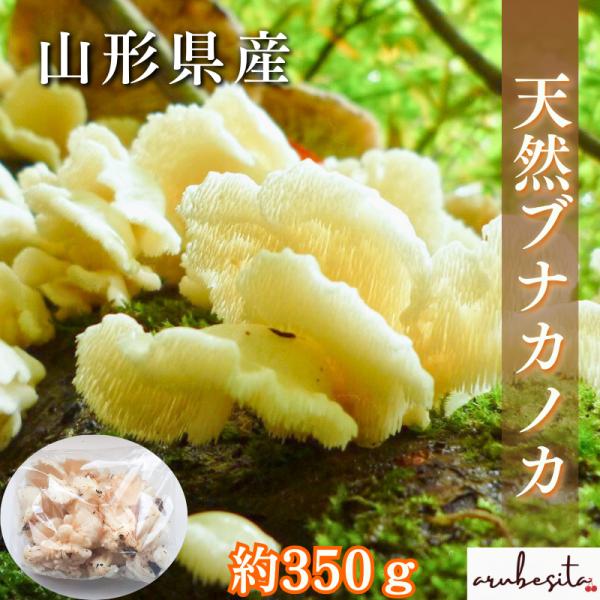 予約□山形県産 希少きのこ 限定 ブナカノカ（ブナハリタケ）約350g 10