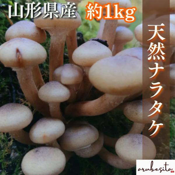 ナラタケ(さもだし)10本 キノコ瓶詰めナラタケ(さもだし)10本