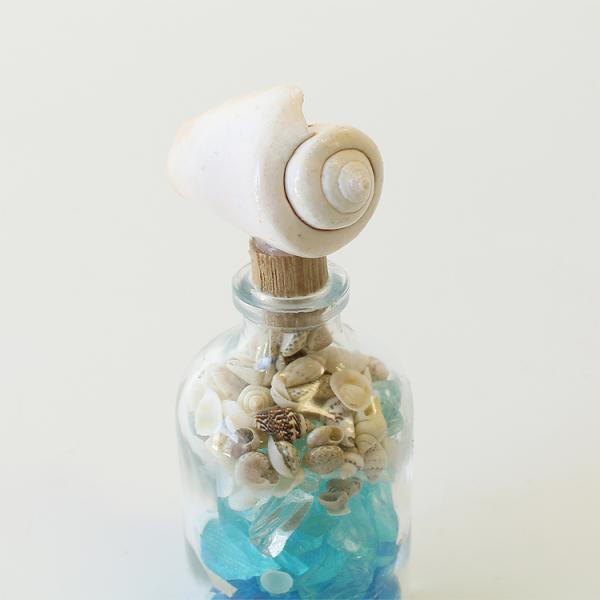 天然貝殻のインテリア置物　ハワイ産 楽天市場】ハワイ インテリア 貝殻の通販