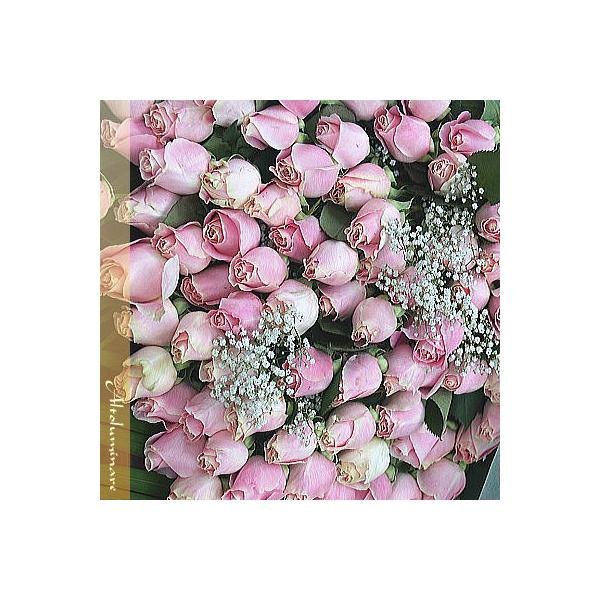 sÑỏԑ@sN_C@o50{̃u[P