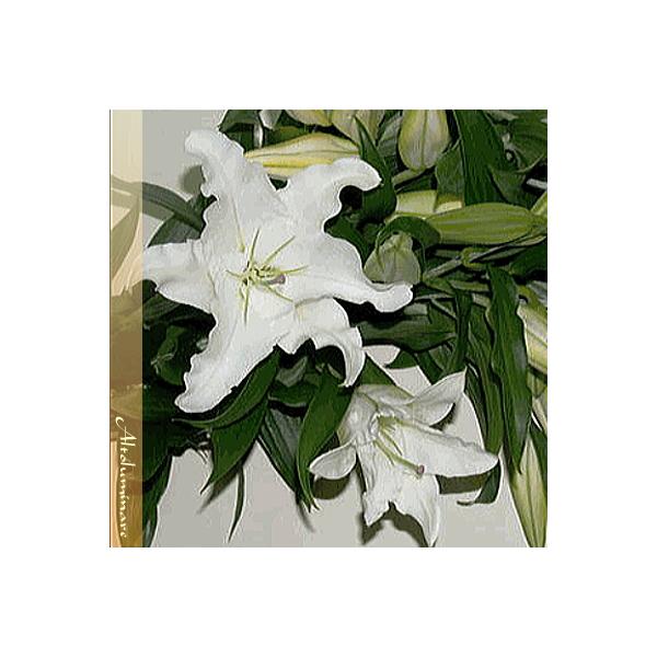 ԑ@݂̂ԁ@@JTuJij̉ԑ  