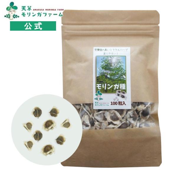 インド産モリンガ種：モリンガナッツ大粒（カーネル）200g