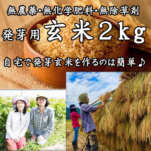 新米】玄米 無農薬 2kg 無農薬玄米 免疫力 無農薬米 農家直販 新米】玄米 無農薬 2kg 無農薬玄米 免疫力 無農薬米 農家直販
