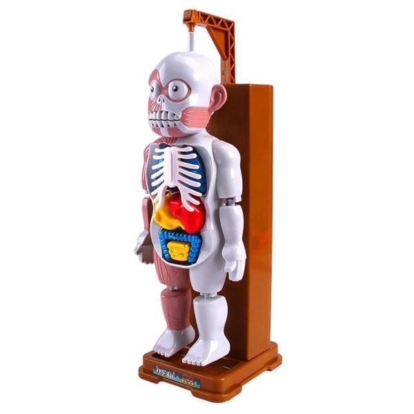 怖い人体モデル トリック パズル マネキン 解剖学プレイセット 子供