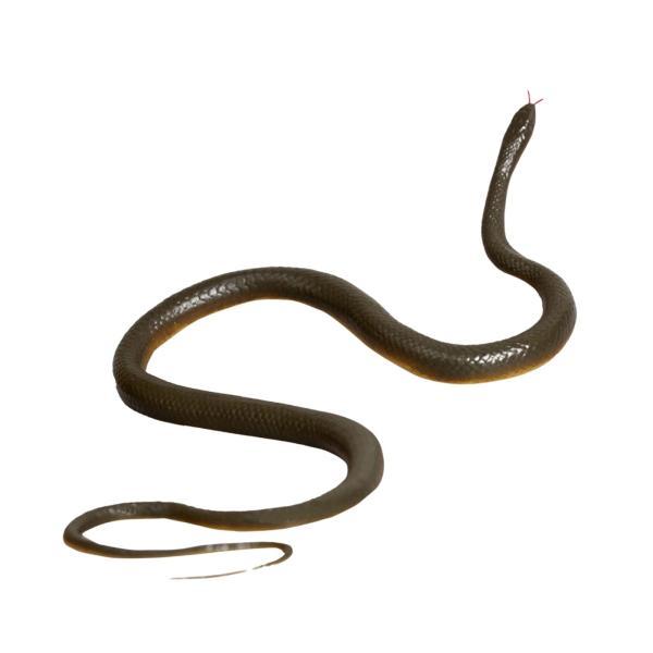 蛇のフィギュア リアルなゴム製蛇のおもちゃ トリックおもちゃ 蛇の