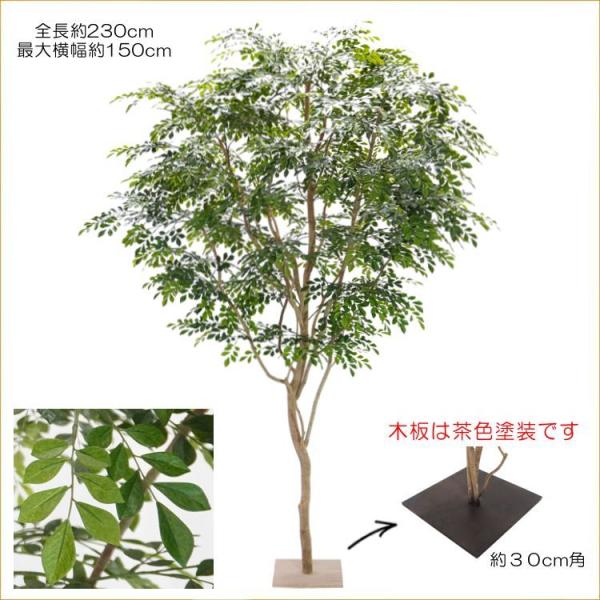 傫 V}glR ̖ 230cm (CeA tFCN O[  R lHϗtA      ^TCY)