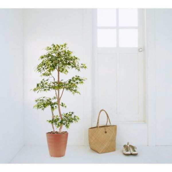 O[~W 150cm (tFCNO[ A X ^ lHϗt CeA ItBX ϗtA  X   xXgO[ 1.5m)