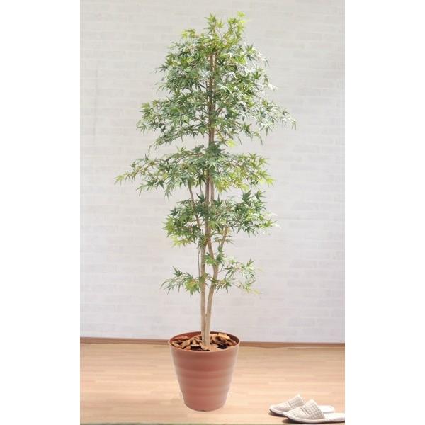 もみじ 鉢植えの人気商品 通販 価格比較 価格 Com