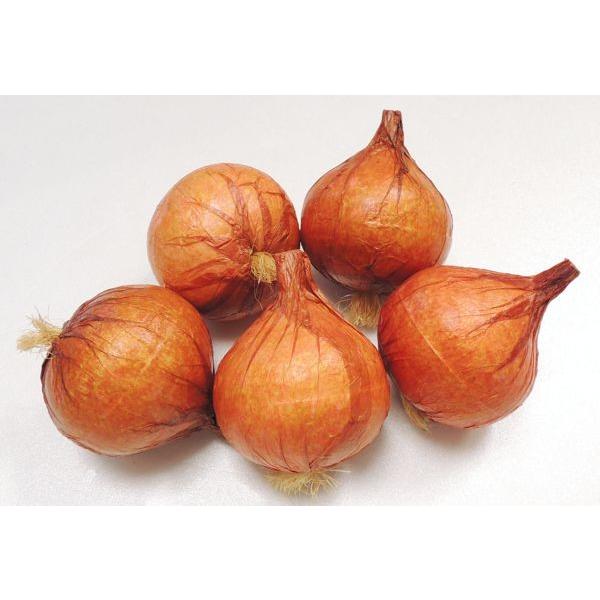玉ねぎ 10個入り 食品サンプル フェイクフード 野菜 ベジタブル タマネギ Am1135x2 造花観葉植物専門店ビワールデコ 通販 Yahoo ショッピング