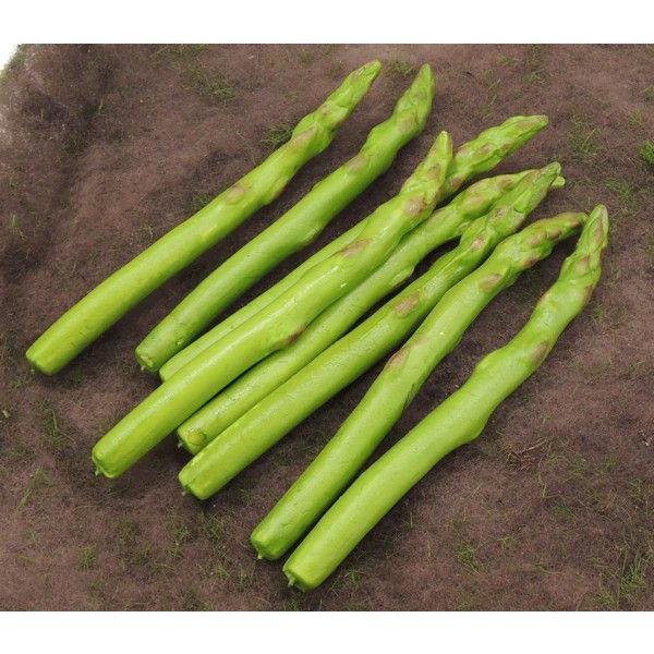 アスパラガス 16本入り 食品サンプル フェイクフード 野菜 ベジタブル 模型 Am1151x2 造花観葉植物専門店ビワールデコ 通販 Yahoo ショッピング