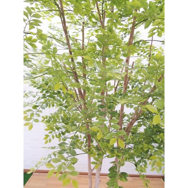 直接のお引取■シマトネリコ 観葉植物/高さ195cm/耐寒性あり/多数の葉 シマトネリコ L | 観葉植物の通販 AND PLANTS (アンドプランツ)