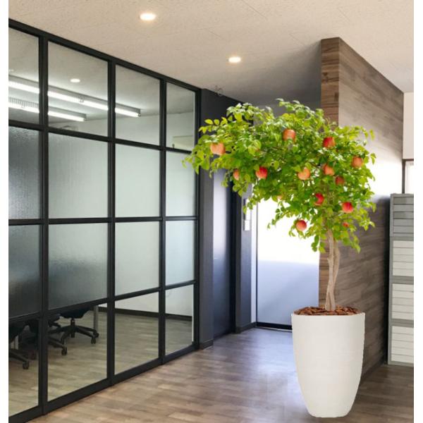 片流れのリンゴの木180cmでおしゃれ空間作り