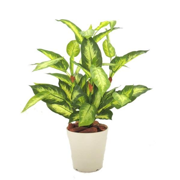 fBtFoLA|bg (tFCN  CeA ϗtA 60cm)