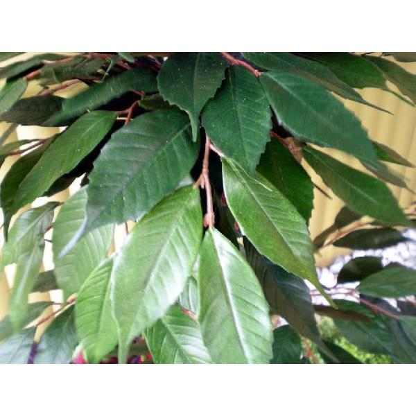 しいの木 100cm 造花 人工観葉植物 和風 ガーデニング 造園 庭園 坪庭 インテリア Am 造花観葉植物専門店ビワールデコ 通販 Yahoo ショッピング