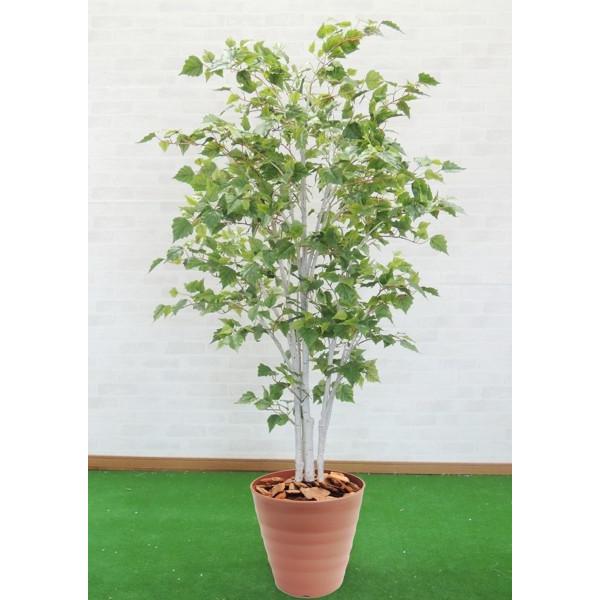 シラカンバ 180cm シラカバ 白樺 造花 インテリア 人工観葉植物 1 8m おしゃれ 室内 大型 プラント Am 造花観葉植物専門店ビワールデコ 通販 Yahoo ショッピング
