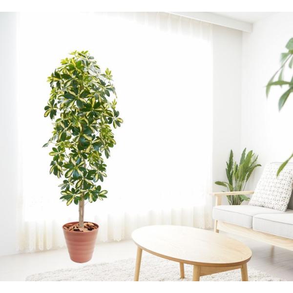 光触媒　人工観葉植物　フェイクグリーン　シェフレラアンガスティホォリア180 大型フェイクグリーン】シェフレラアンガスティフォリア 180cm